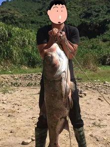 沈猛最新爆料胖头鱼视频,胖头鱼视频背后的惊人真相